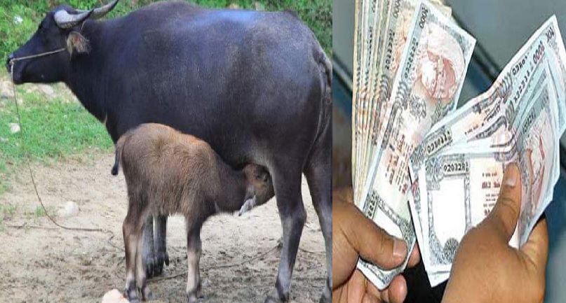 पर्वतमा गाई भैँसीलाई सुत्केरी पोषण भत्ता वितरण