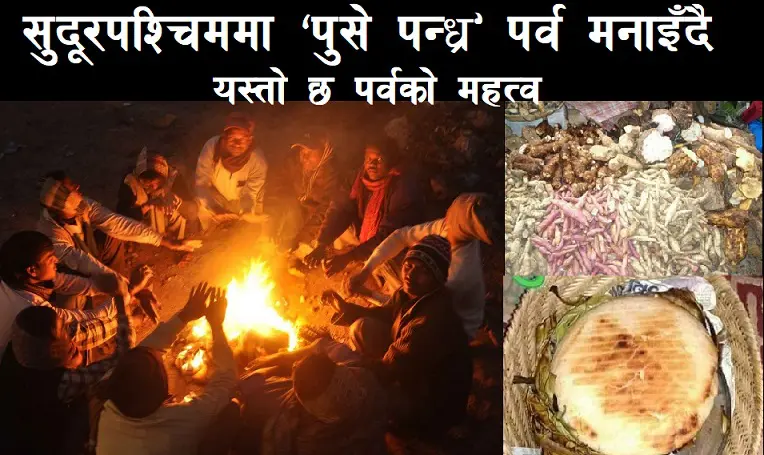 सुदूरपश्चिममा ‘पुसे पन्ध्र’ पर्व मनाइँदै : यस्तो छ पर्वको महत्व