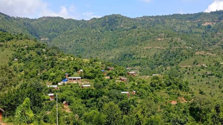 बस्तीमा दिनदहाडै वन्यजन्तुको त्रास