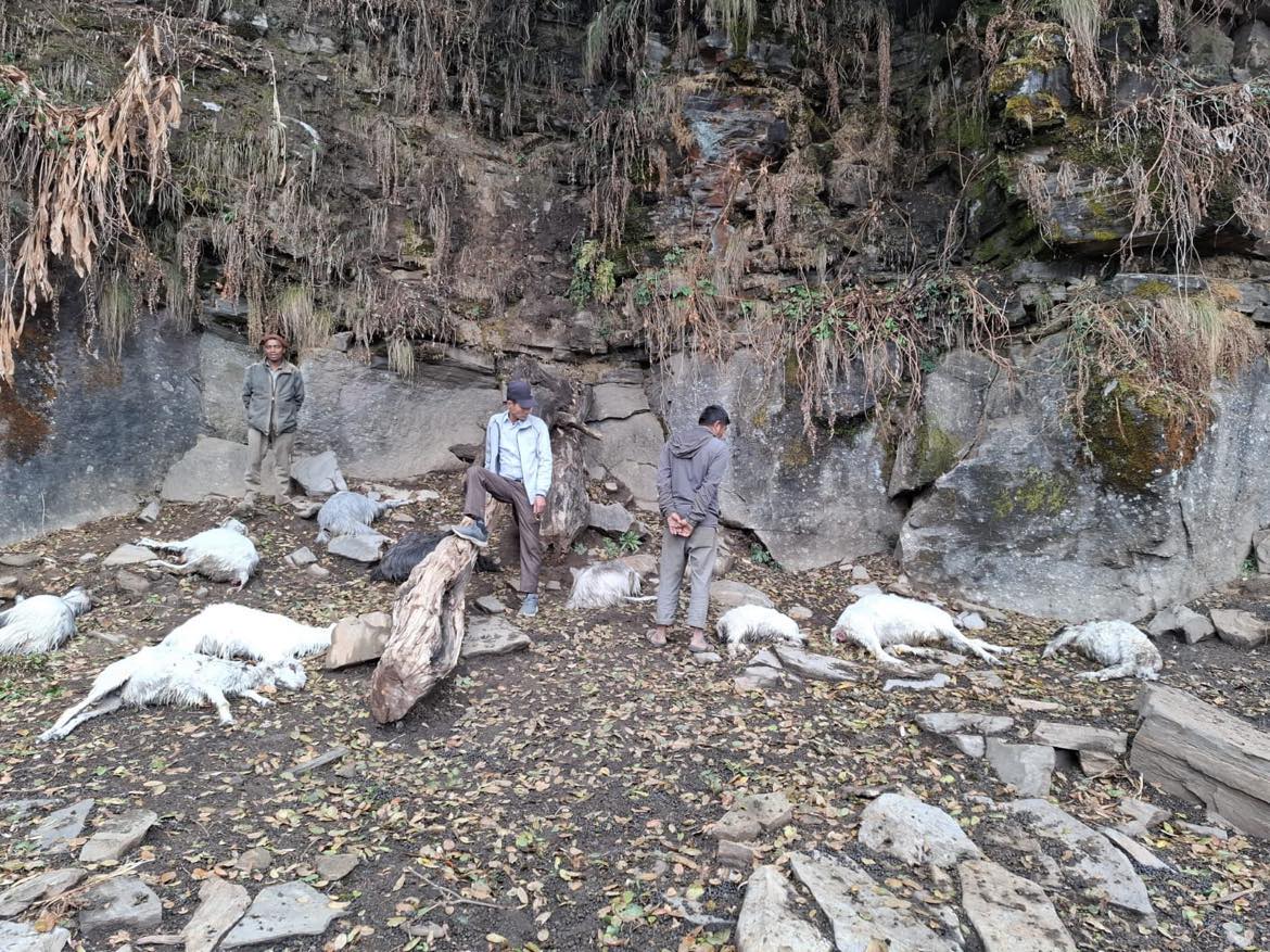 अछाममा चट्याङ लागेर १३ भेडा मरे